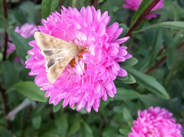 istock A beige butterfly on a pink aster. A butterfly sits on a pink chrysanthemum. 1452657401