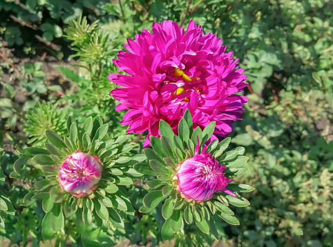 Pink asters in the garden. On a green background, blooming pink chrysanthemums.