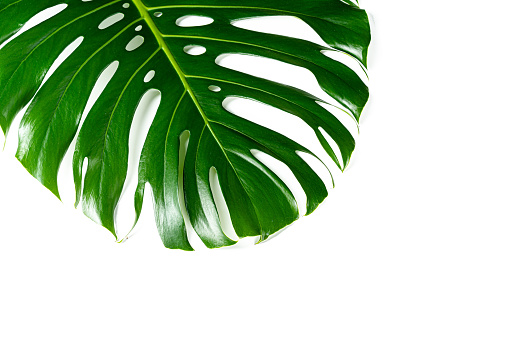 Glossy monstera leaf close up isolated on white background. Creative photo