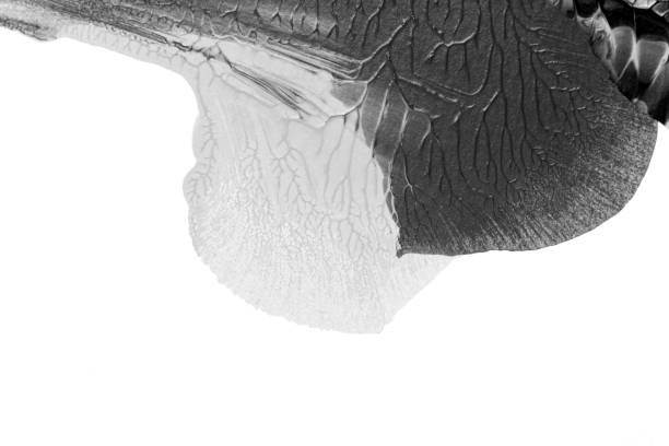 istock black white abstract acrylic painting color texture on white paper background by using rorschach inkblot method 1452658288