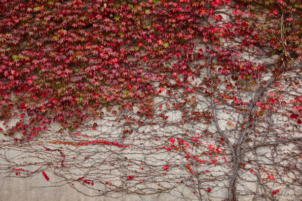 istock Red ivy on a wall. Autumn botanical natural textured background 1452658394