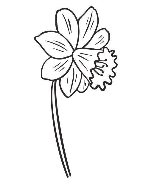 ilustraciones, imágenes clip art, dibujos animados e iconos de stock de ilustración vectorial aislada de boceto de flores de narciso - daffodil