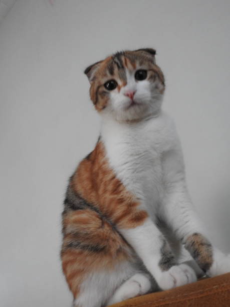 istock Cat with big green cats eyes. Adorable cat withe nice eyes, wearing clothes over white background, white background,nice eyes,cat withe,adorable 1452659430