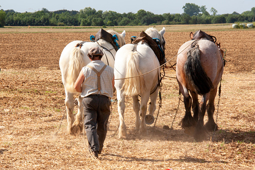 Farmer guiding his horses to plough in a field