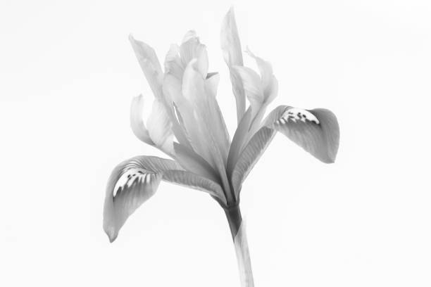 istock Black and white image of a Iris reticulata against a white background 1452659930