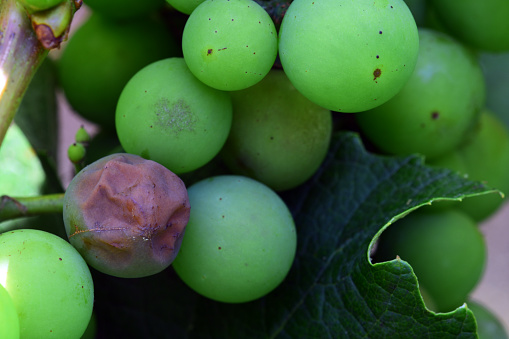 Black rot is a fungal disease that causes brown, circular leaf spots and reduces many berries to black, shriveled, raisin-like mummies.