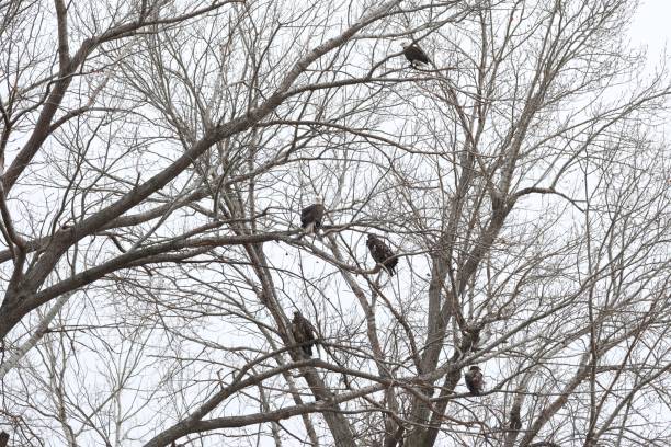 istock Group of bald eagles, Haliaeetus leucocephalus perched on a tree. 1452661329