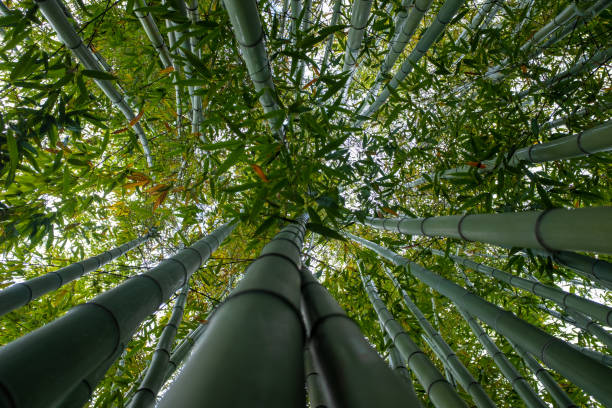 istock Giant green bamboos seen straight from below. 1452663967