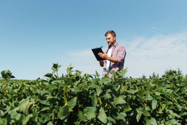 istock Young handsome agriculture engineer on soybean field with tablet in hands in early summer 1452665606