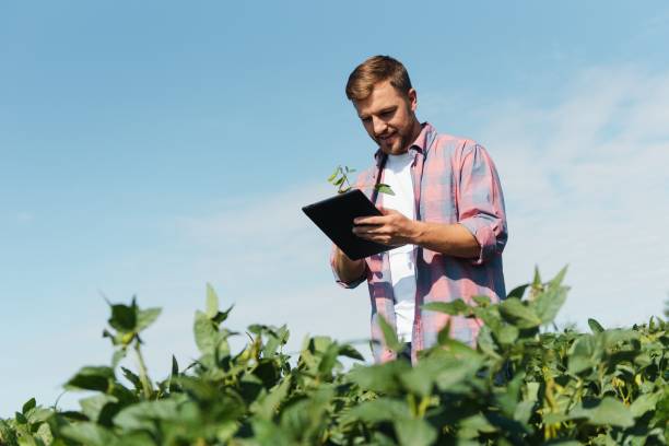 istock Young handsome agriculture engineer on soybean field with tablet in hands in early summer 1452665621