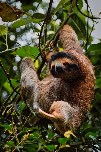 A vertical shot of a sloth hanging from the tree on a sunny day