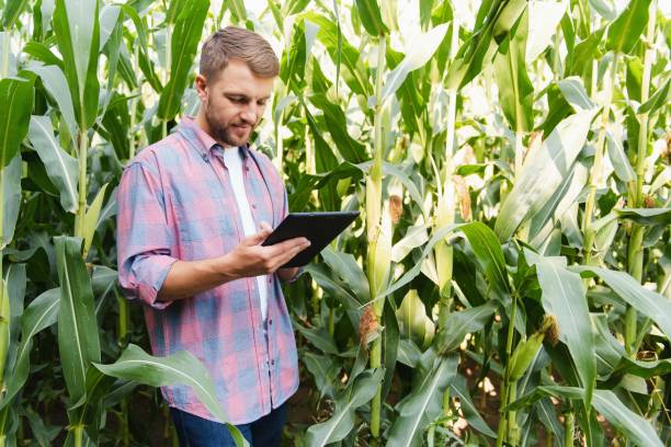 istock farmer inspecting corn field and looking away 1452667231