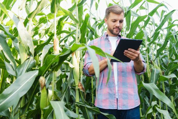 istock Agronomist holds tablet touch pad computer in the corn field and examining crops before harvesting. Agribusiness concept. Brazilian farm. 1452667239