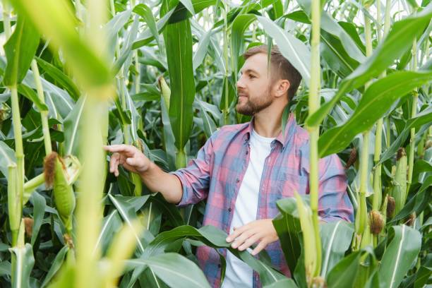 istock Young man agronomist standing in a corn field and taking control of the yield. 1452667870