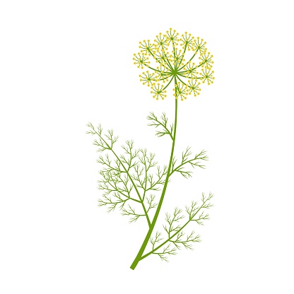 Vector illustration, dill with flowers, scientific name Anethum graveolens, isolated on white background.