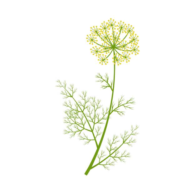 Dill Vector illustration, dill with flowers, scientific name Anethum graveolens, isolated on white background. a sprig of dill stock illustrations