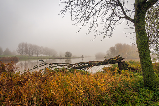 Foggy landscape in autumn. The reed in the foreground has yellowed. A large tree has broken down. There is no wind and the water surface of the lake is as smooth as glass.