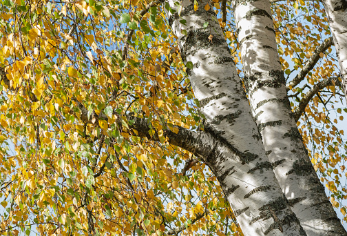 white birches tree at autumn.