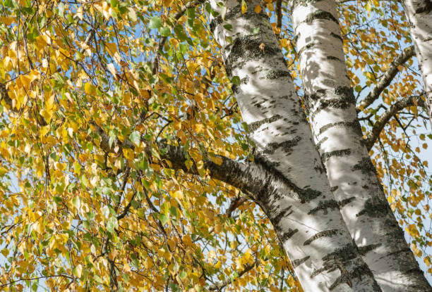 birches stock photo