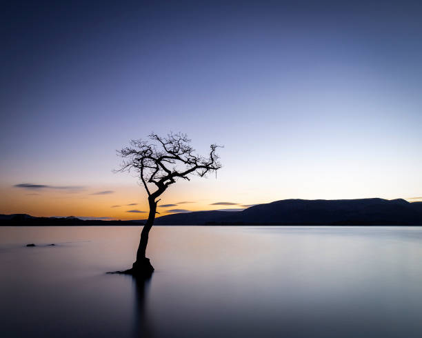 istock Lone tree at Milarrochy Bay, Loch Lomond 1452673170