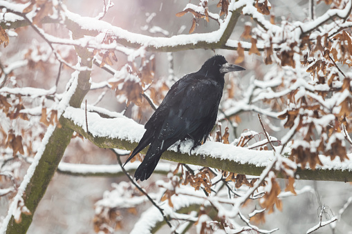 rook sits on an oak branch in a snowfall, Black and white