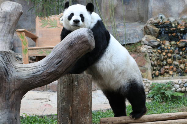 Close up fluffy  panda name Lin Hui