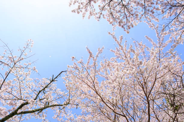 istock Beautiful cherry blossom 'sakura' in spring time 1452677985