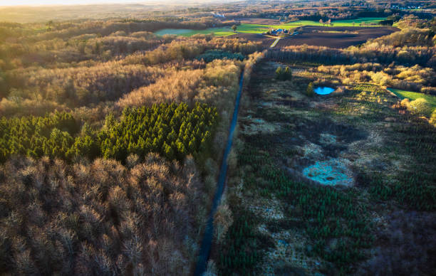 istock Drone point of view above woodland 1452679238
