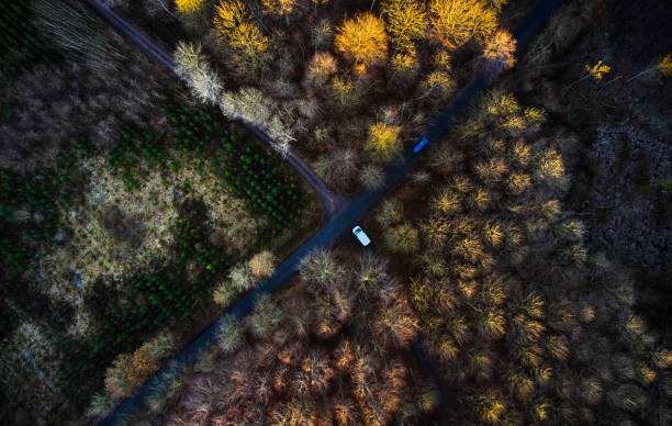 istock Drone point of view above woodland 1452679389