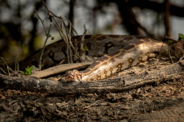 220+ Asian Rock Python Stok Fotoğrafları, Resimler ve Royalty-Free ...