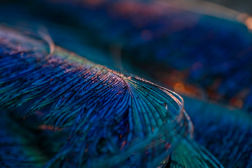 Colorful feathers.