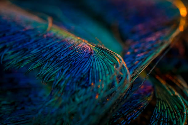peacock de pluma. - patrones de colores fotografías e imágenes de stock