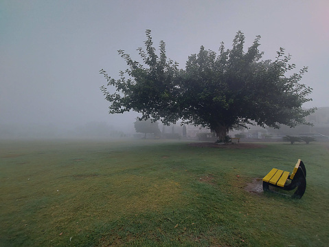 Beautiful Park with Fog in the morning