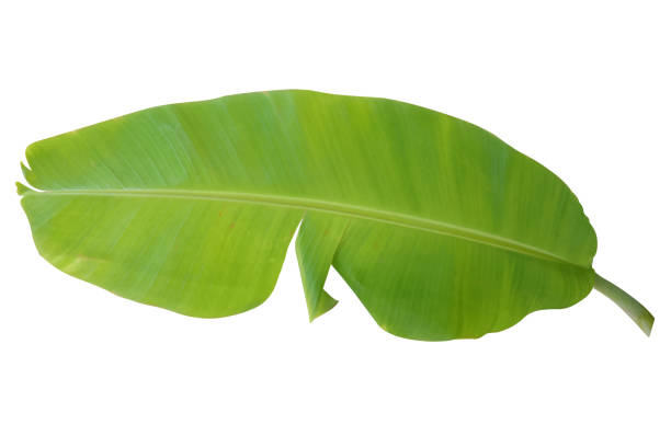 istock Light green banana leaves with torn marks on isolated background 1452680886