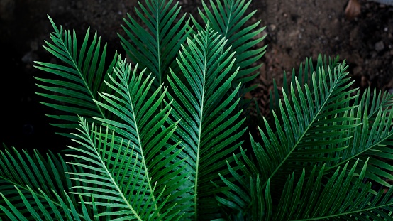 A closeup shot of a green plant isolated on a gray background