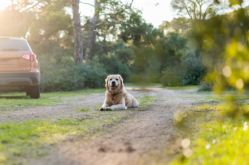 Golden retriever sitting in the forest waiting for car