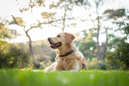 Portrait of beautiful Golden Retriever lying on grass nature in forest