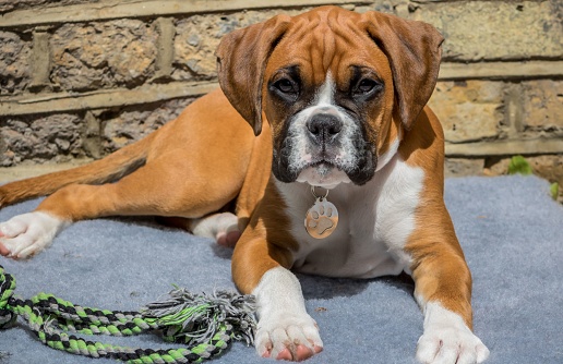 A closeup shot of a brown boxer dog lying down and relaxing