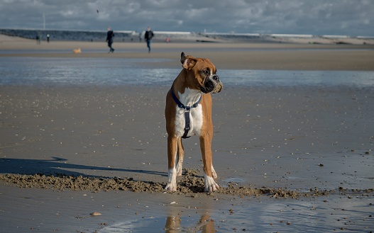 A beautiful shot of a brown boxer dog at a beach during the day