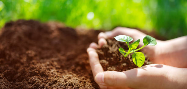 Child's hands holding sprout of a young plant. stock photo