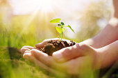 istock Child's hands holding sprout of a young plant. 1452684144