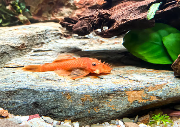 poisson ancistrus sp. rouge - poisson-chat rouge dans l’aquarium freschwater. - ancistrus photos et images de collection
