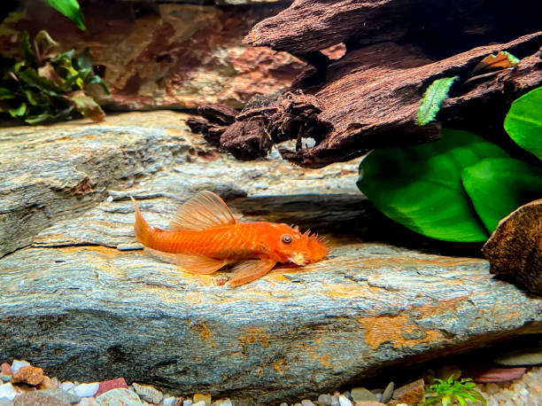 Fish Ancistrus sp. Red - Red Catfish in the freschwater aquarium. Fish Ancistrus sp. Red - Red Catfish in the freschwater aquarium with sand and wood. pleco stock pictures, royalty-free photos & images