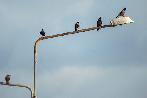 View of a crows perching on street lights.