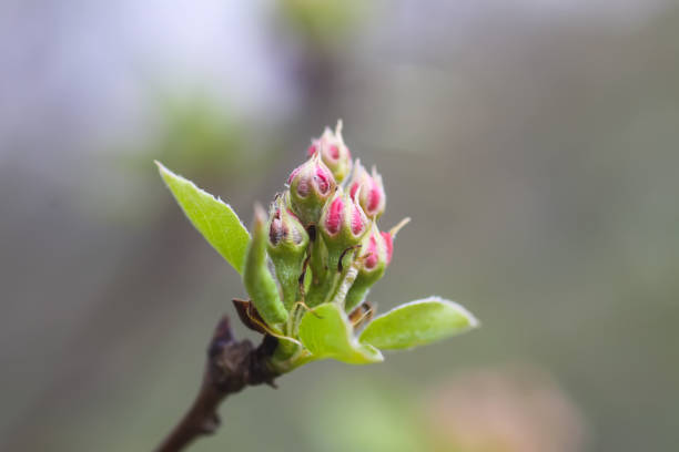 istock Apple trees flowers. Spring blossom in park. 1452689458
