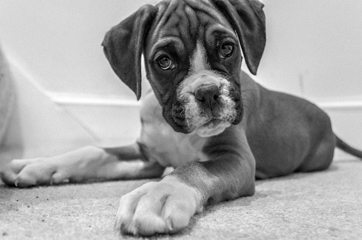 A closeup shot of a Boxer puppy, looking curiously into the camera, lying on a floor, in a grayscale