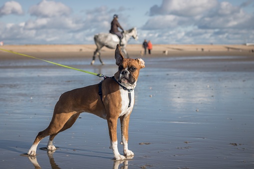 A brown-furred Boxer on a leash,standing on the beach and looks around, with a man riding a horse and people walking along the beach in the background
