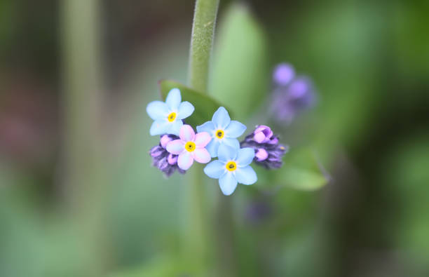 istock Spring blue forget-me-nots flowers. Wildflowers. 1452689870