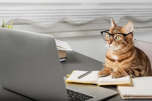 Cat top at work