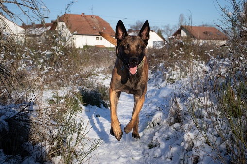 A closeup of a Malinois dog jumping happily in a field covered in the snow on a sunny day